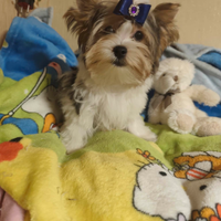 Yorkshire terrier Biewer