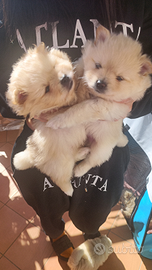 Cu cuccioli d' Spitz di Pomerania