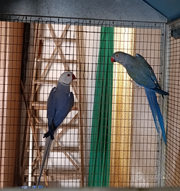 Parrocchetti dal collare