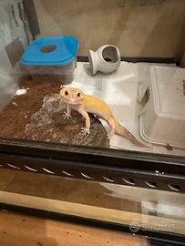 Geco leopardino