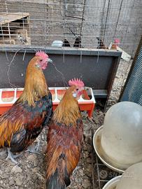 galetto Phoenix onagadori

