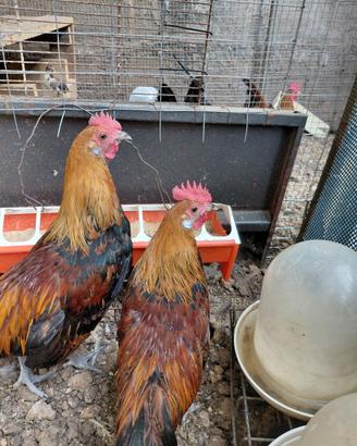 galetto Phoenix onagadori

