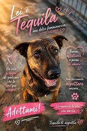 Tequila mix MALINOIS