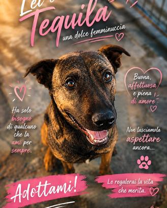 Tequila mix MALINOIS