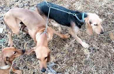 Cani avviata caccia alla lepre