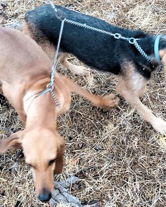 Cani avviata caccia alla lepre