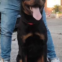 Cuccioli rottweiler