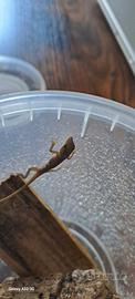 Anolis carolinensis