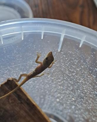 Anolis carolinensis