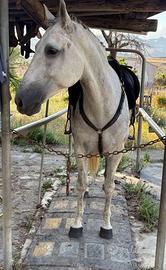 Cavalla andalusa