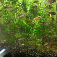 Danio margaritatus (rasbora galaxy)