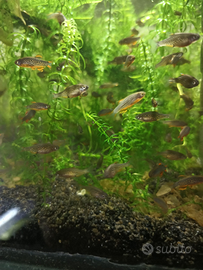 Danio margaritatus (rasbora galaxy)