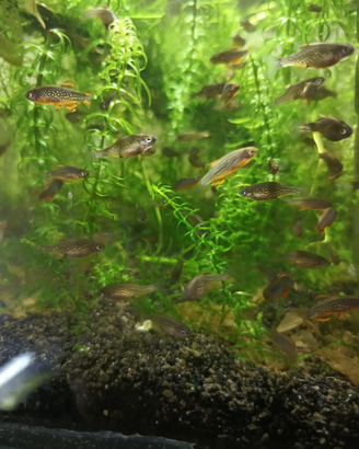 Danio margaritatus (rasbora galaxy)