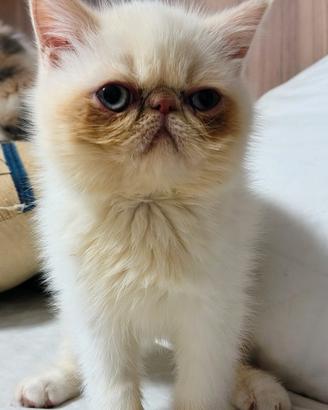 Exotic shorthair