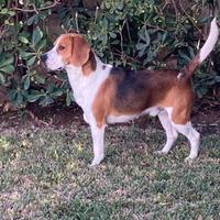Beagle maschio disponibile per monta