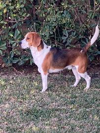 Beagle maschio disponibile per monta