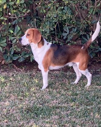 Beagle maschio disponibile per monta