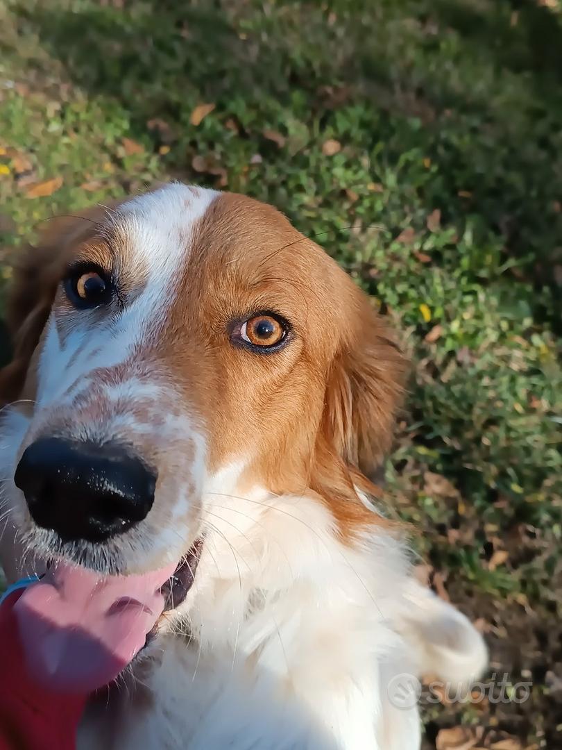 Regalo cane taglia media Animali In regalo a Arezzo