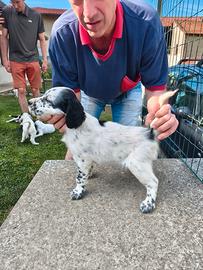 Setter inglese