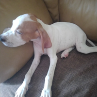 Cuccioli di pointer clastidium inglese