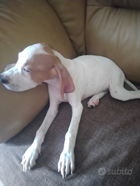 Cuccioli di pointer clastidium inglese