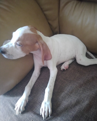 Cuccioli di pointer clastidium inglese