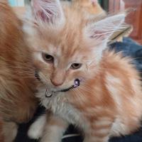 Gattina Maine coon