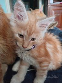Gattina Maine coon