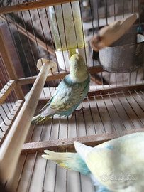 Cocoriti allevati a mano