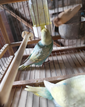 Cocoriti allevati a mano