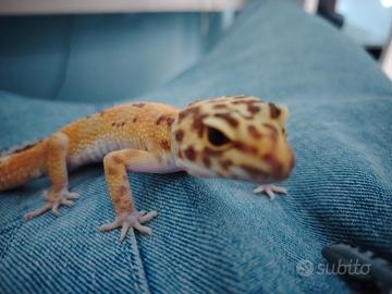 Geko leopardino