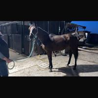 Cavalla puro sangue inglese