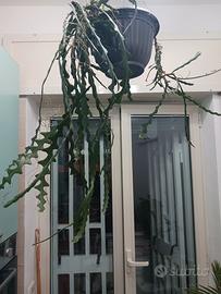 Epiphyllum anguliger