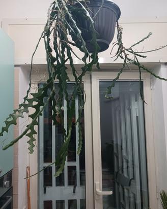Epiphyllum anguliger