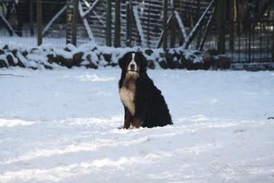 Cuccioli Bovaro bernese