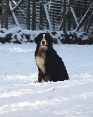 Cuccioli Bovaro bernese