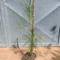 Pianta Pinus Pinaster Pino marittimo h 50 cm