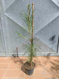 Pianta Pinus Pinaster Pino marittimo h 50 cm