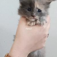 Cuccioli Maine Coon con pedigree Afef