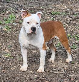 Amstaff per monta