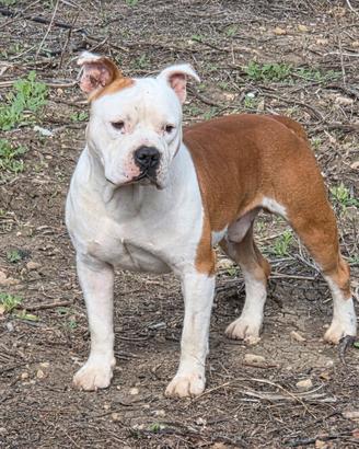 Amstaff per monta
