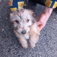 Cucciolo femmina a Saccolongo (PD)