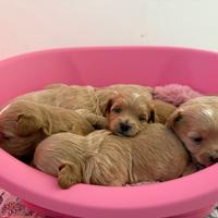 Cuccioli di maltipoo
