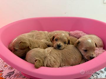 Cuccioli di maltipoo