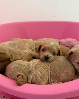 Cuccioli di maltipoo