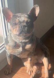 Bulldog Francese disponib.per monta, Merle Esotico
