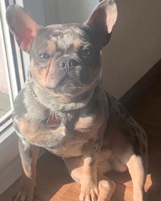 Bulldog Francese disponib.per monta, Merle Esotico