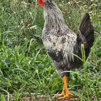 Gallo taglia piccola Nano