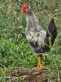 Gallo taglia piccola Nano