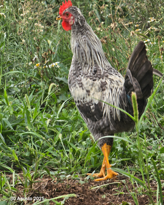 Gallo taglia piccola Nano